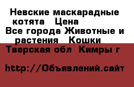 Невские маскарадные котята › Цена ­ 20 000 - Все города Животные и растения » Кошки   . Тверская обл.,Кимры г.